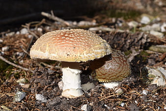 Close-up of Amanita Muscaria Mushroom in Forest Undergrowth