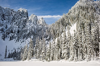 Snow-covered mountain peaks and pine forest in winter