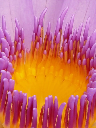 Macro Close-Up of Purple and Yellow Flower Pistils