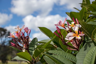 Pink and Yellow Plumeria Flowers Against Blue Sky