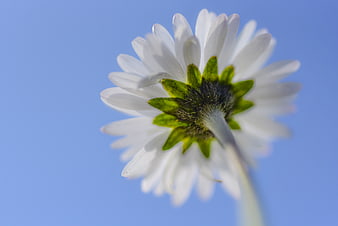 White Daisy Flower Bottom View Against Blue Sky