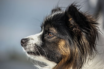 Close-up profile portrait of a tricolor dog with windblown fur