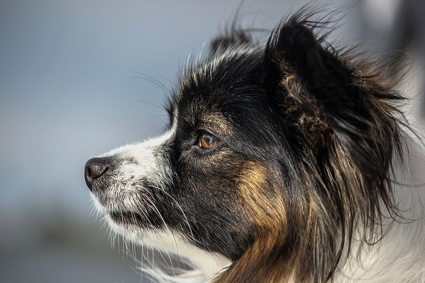 Close-up profile portrait of a tricolor dog with windblown fur