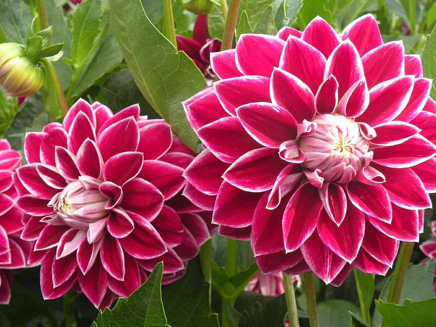 Vibrant Pink and White Dahlias in a Garden