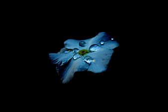 Blue flower with water droplets on black background