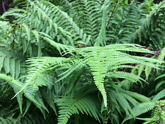 Close-up of lush green fern fronds in a forest