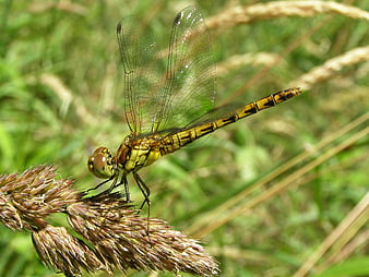 Yellow Dragonfly Perched on Dried Grass in Nature