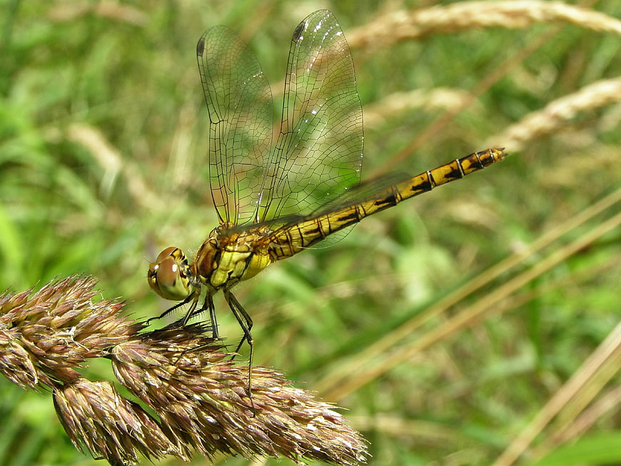 Yellow Dragonfly Perched on Dried Grass in Nature