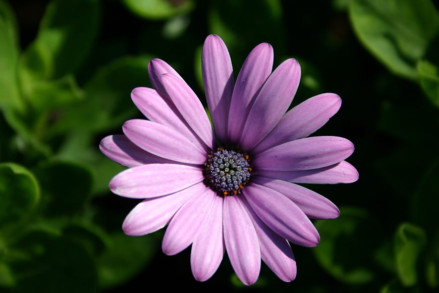 Close-up of a purple African daisy flower with green background