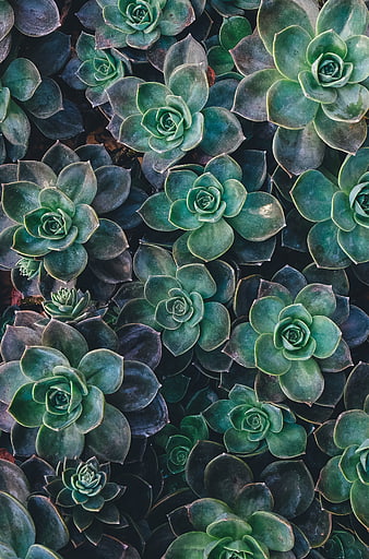 Top View of Blue-Green Succulent Rosettes Pattern