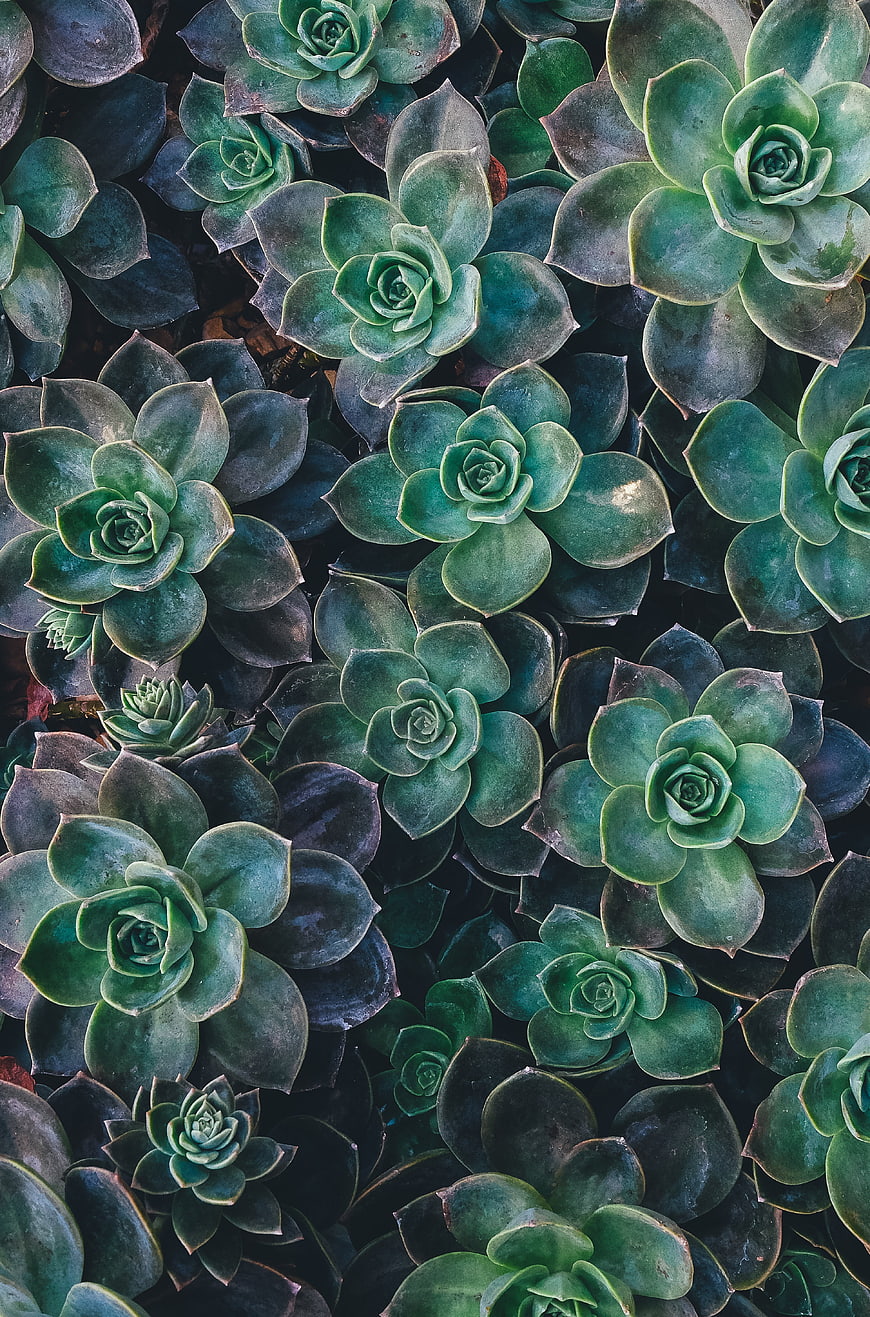 Top View of Blue-Green Succulent Rosettes Pattern