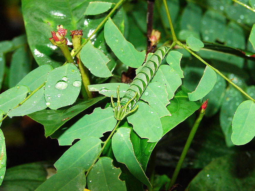 Green caterpillar on leaf with water droplets