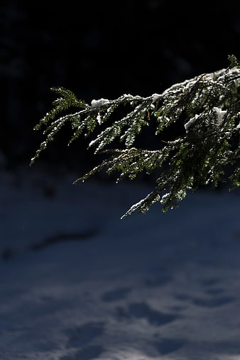 Snowy Pine Branch Against Dark Winter Background
