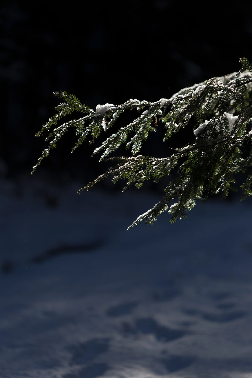 Snowy Pine Branch Against Dark Winter Background