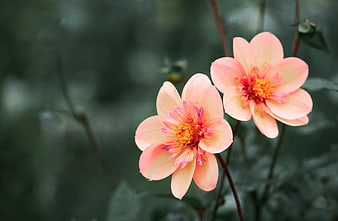 Soft Pink Dahlia Flowers Blooming in Garden