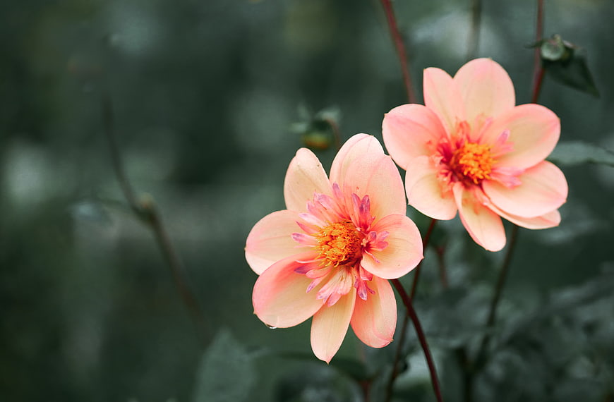 Soft Pink Dahlia Flowers Blooming in Garden