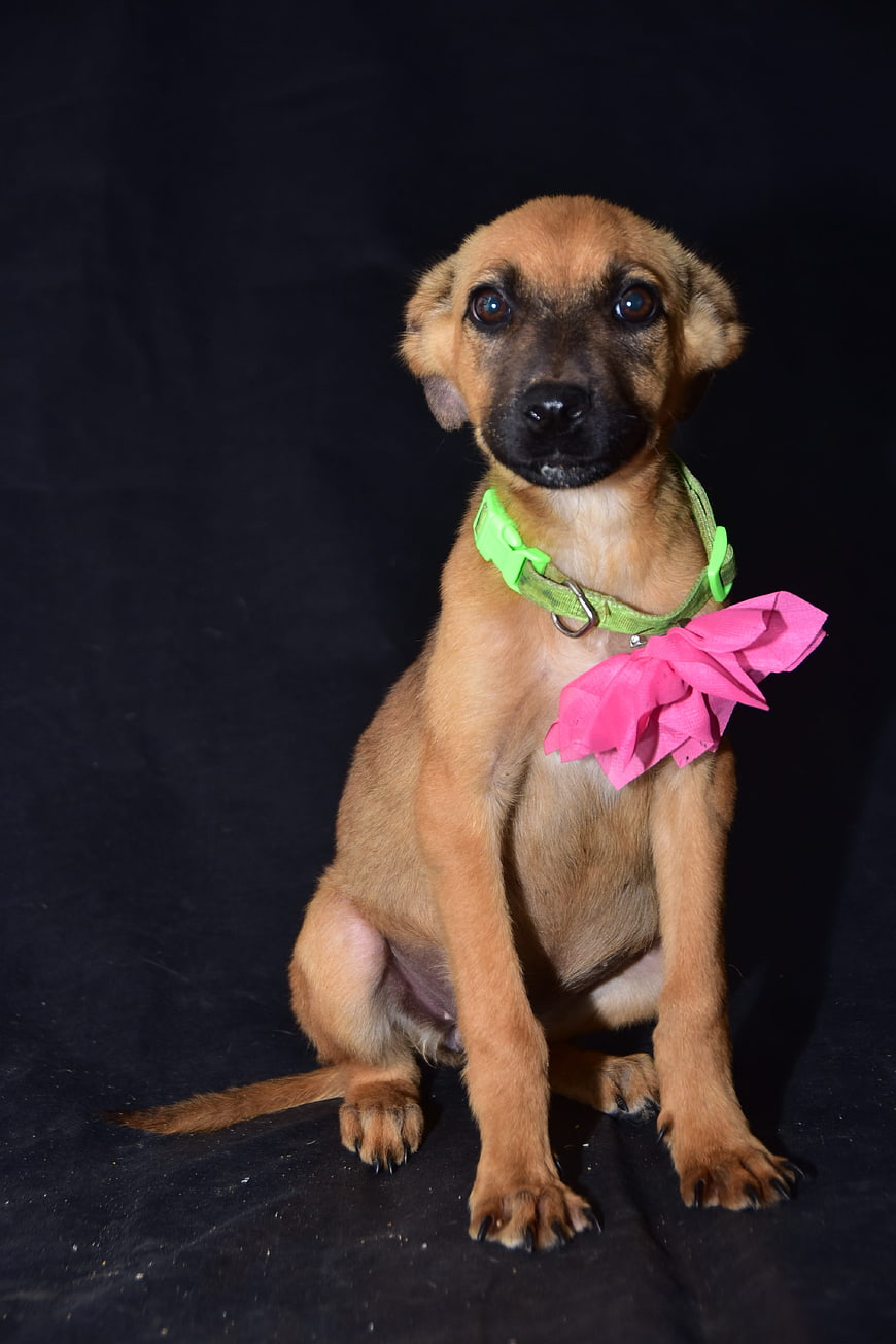 Cute puppy with pink bow tie on black background