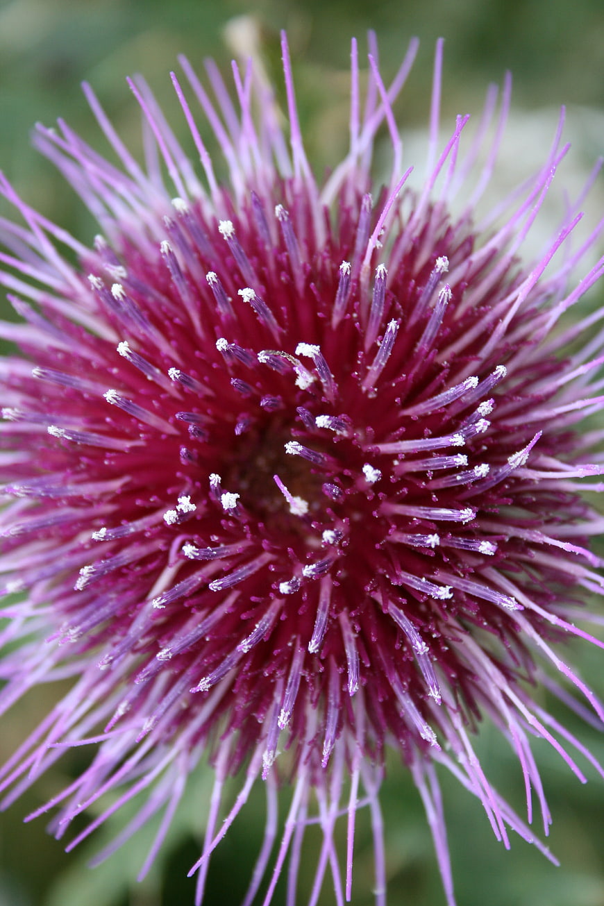 Close-up of a vibrant purple thistle flower with detailed stamens
