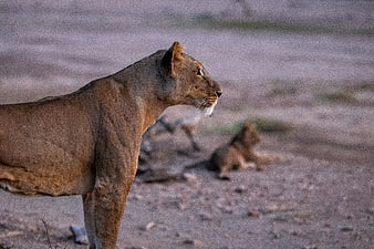 Lioness Standing in Profile with Blurred Cub in Background