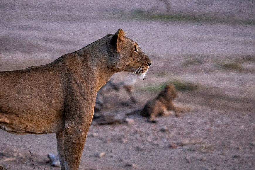 Lioness Standing in Profile with Blurred Cub in Background