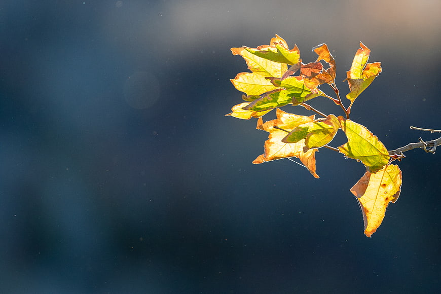 Autumn Leaves Backlit by Sunlight on Blue Background