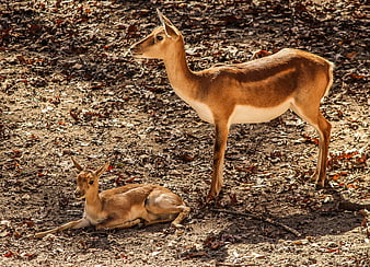 Mother Impala and Calf Resting in African Savanna