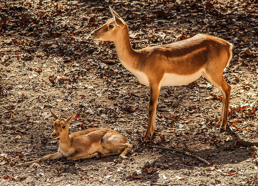 Mother Impala and Calf Resting in African Savanna