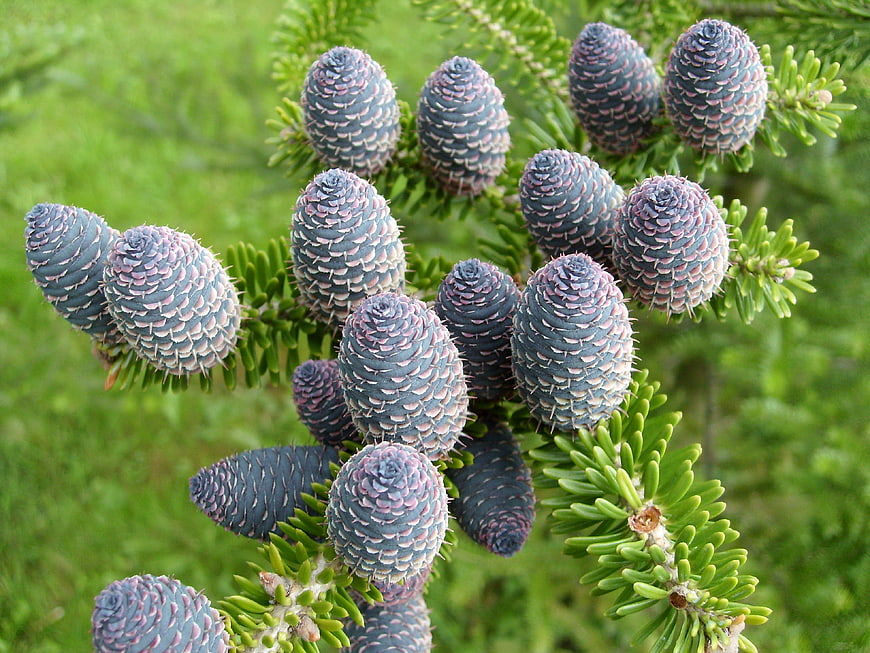 Close-up of Blue Spruce Cones on Green Branch