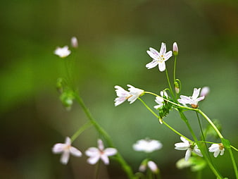 Delicate White Spring Flowers with Green Background