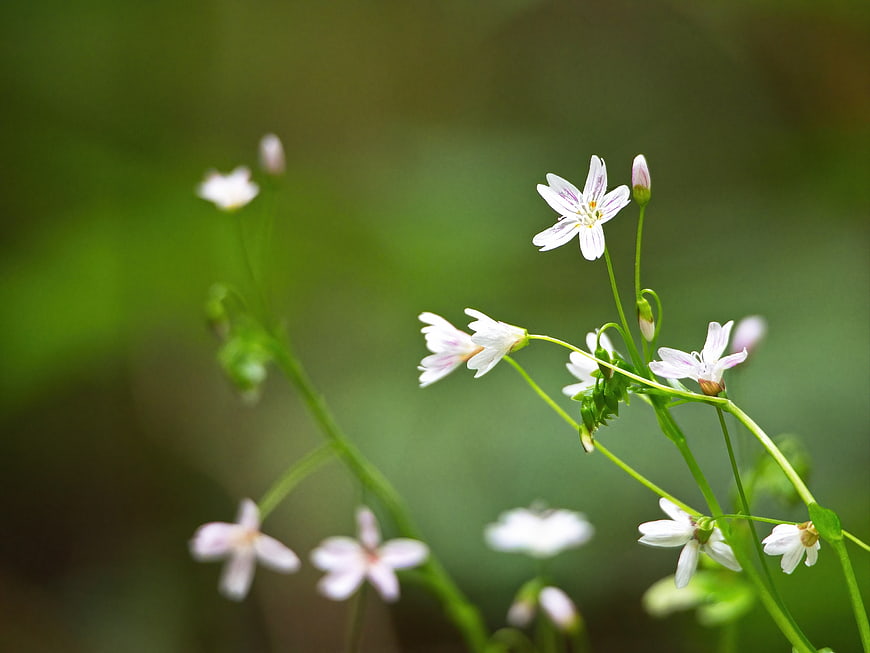 Delicate White Spring Flowers with Green Background