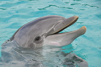 Close-up of a smiling dolphin head in blue water