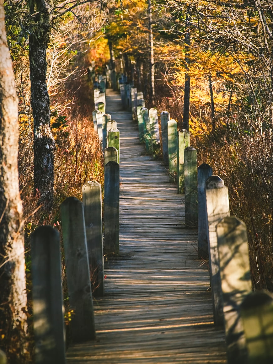 Wooden boardwalk path through autumn forest with golden sunlight