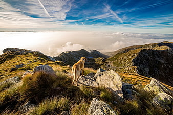 Golden Retriever Dog Standing on Rocky Mountain Peak Above Clouds