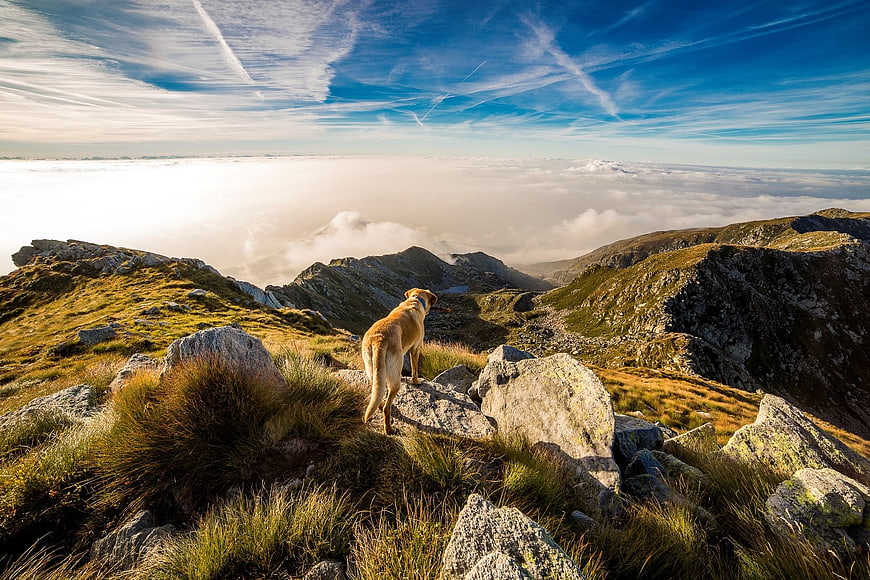 Golden Retriever Dog Standing on Rocky Mountain Peak Above Clouds