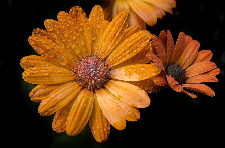 Close-up of orange daisy with water droplets on black background