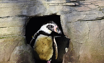 African Penguin Peeking Out of Rocky Cave Shelter
