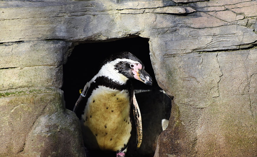 African Penguin Peeking Out of Rocky Cave Shelter