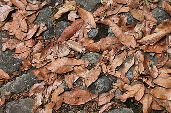Top view of dried brown oak leaves on stone ground