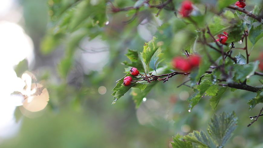 Close-up of red hawthorn berries on a branch with green leaves