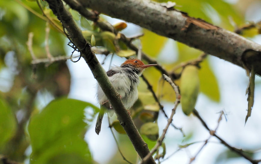 Common Tailor Bird Perched on Branch in Forest