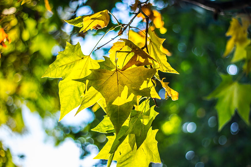 Sunlit Yellow Maple Leaves on Branch Against Green Bokeh