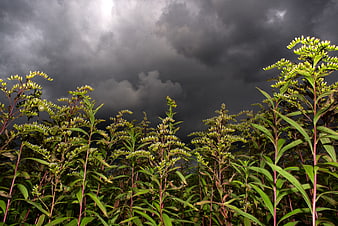 Wild Goldenrod Plants Under Dramatic Stormy Sky