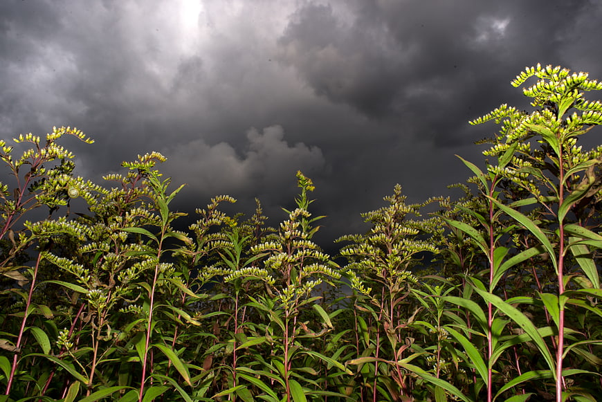 Wild Goldenrod Plants Under Dramatic Stormy Sky