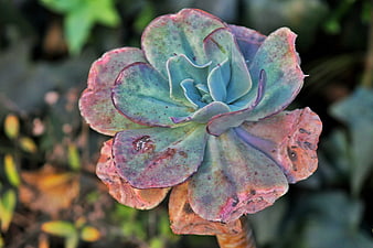 Close-up of colorful Echeveria succulent with pink and blue leaves