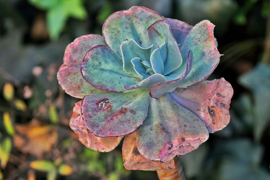 Close-up of colorful Echeveria succulent with pink and blue leaves