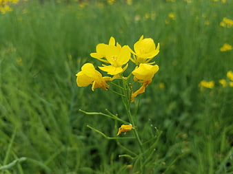 Close-up of yellow rapeseed flowers in a green field