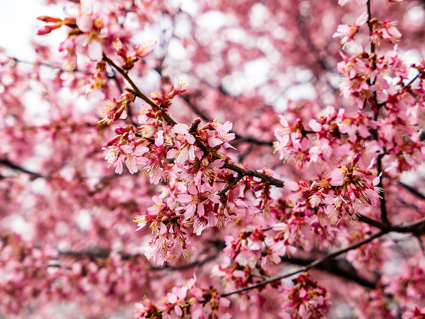Pink Cherry Blossoms on Branches in Spring