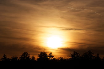 Golden sunset silhouette of pine trees against orange sky
