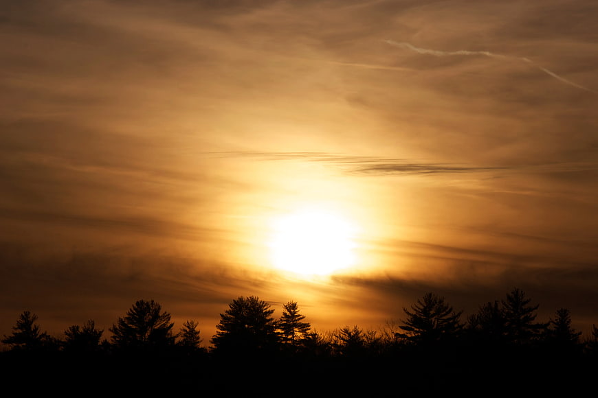 Golden sunset silhouette of pine trees against orange sky