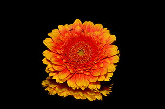Vibrant Orange Gerbera Daisy With Reflection On Black Background
